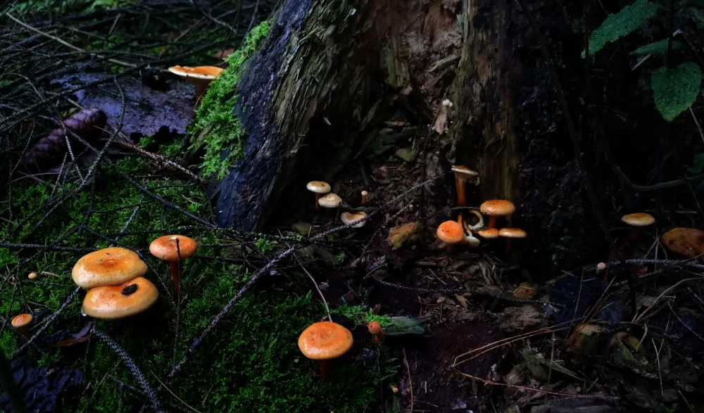Glückliche kleine Pilze die aus dem Boden sprießen.